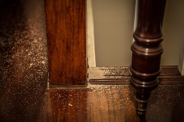 Termite damage in a house<br><br>