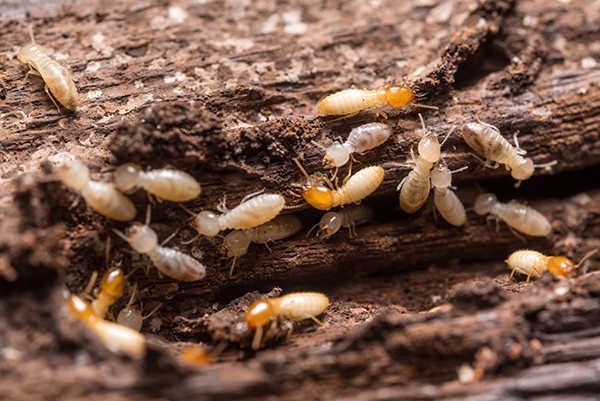 termites on a piece of wood