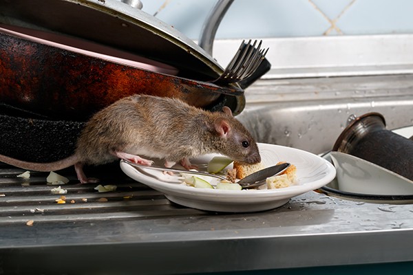 Rat eating food off a plate, in a home kitchen