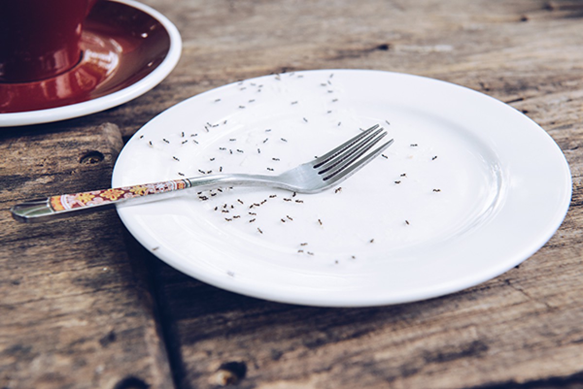 alot of ants on a plate